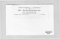 Ramularia heraclei image